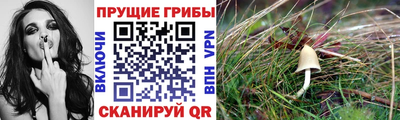даркнет телеграм  hydra ТОР  Сольвычегодск  Галлюциногенные грибы прущие грибы 